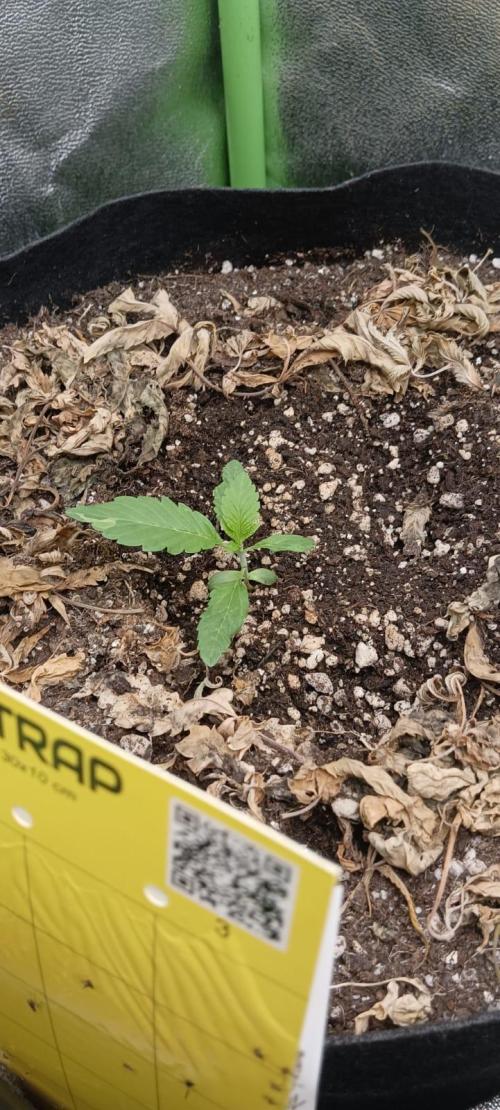 AK-47 Auto + Gelato #41 Fem. Week 2