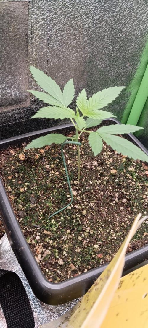 AK-47 Auto + Gelato #41 Fem. Week 2