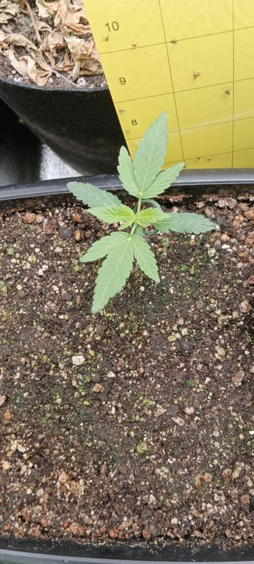 AK-47 Auto + Gelato #41 Fem. Week 2