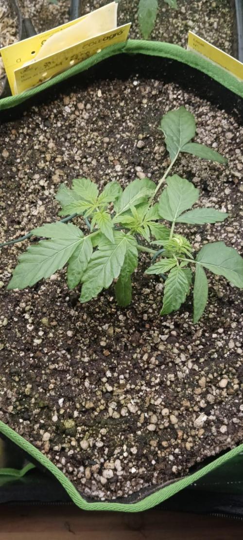 AK-47 Auto + Gelato #41 Fem. Week 3