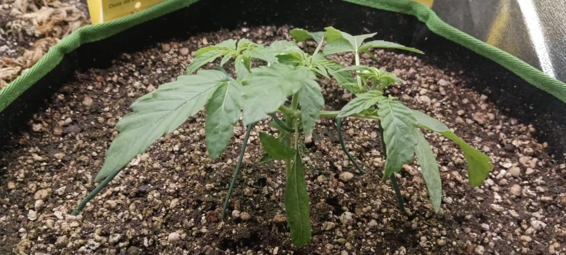 AK-47 Auto + Gelato #41 Fem. Week 3