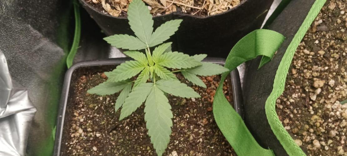 AK-47 Auto + Gelato #41 Fem. Week 3