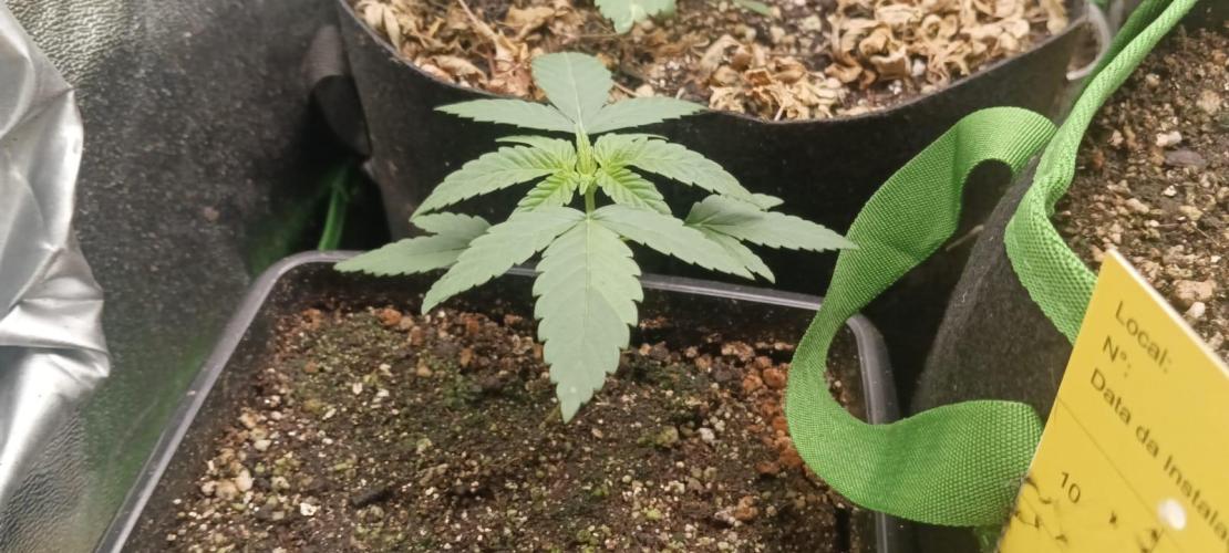 AK-47 Auto + Gelato #41 Fem. Week 3