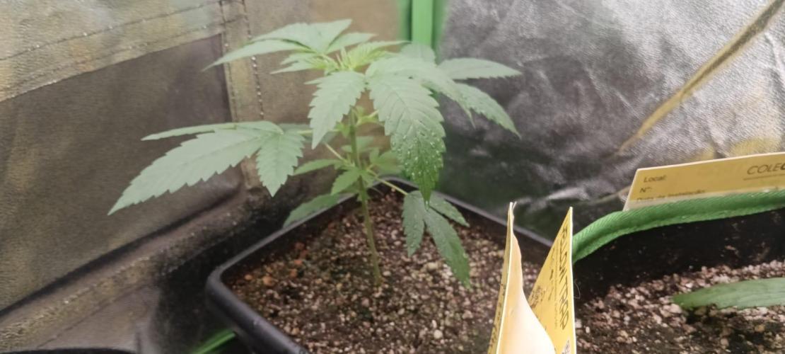 AK-47 Auto + Gelato #41 Fem. Week 3