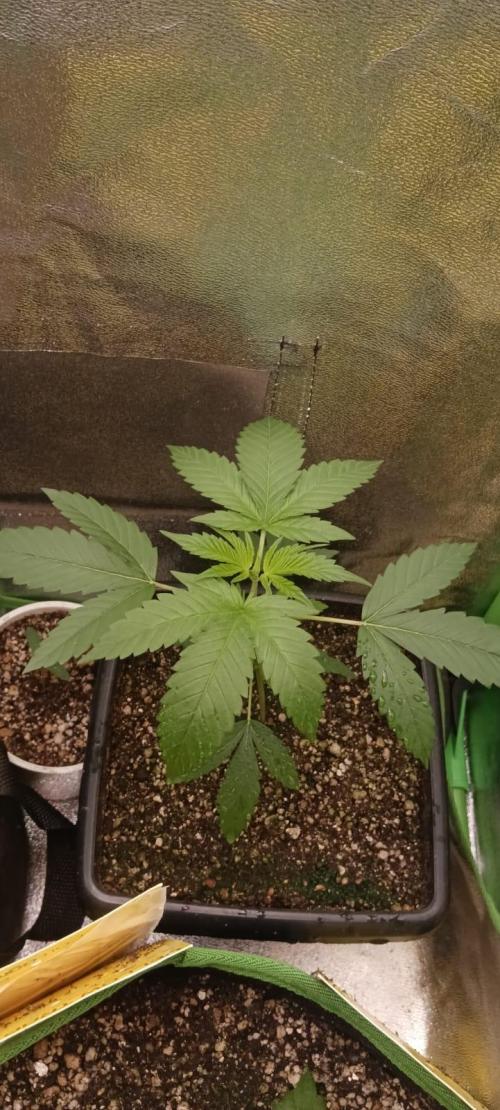 AK-47 Auto + Gelato #41 Fem. Week 3