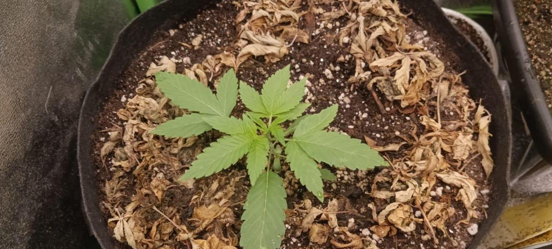 AK-47 Auto + Gelato #41 Fem. Week 3