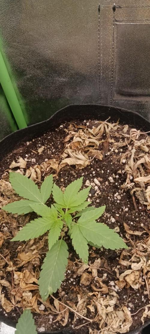 AK-47 Auto + Gelato #41 Fem. Week 3