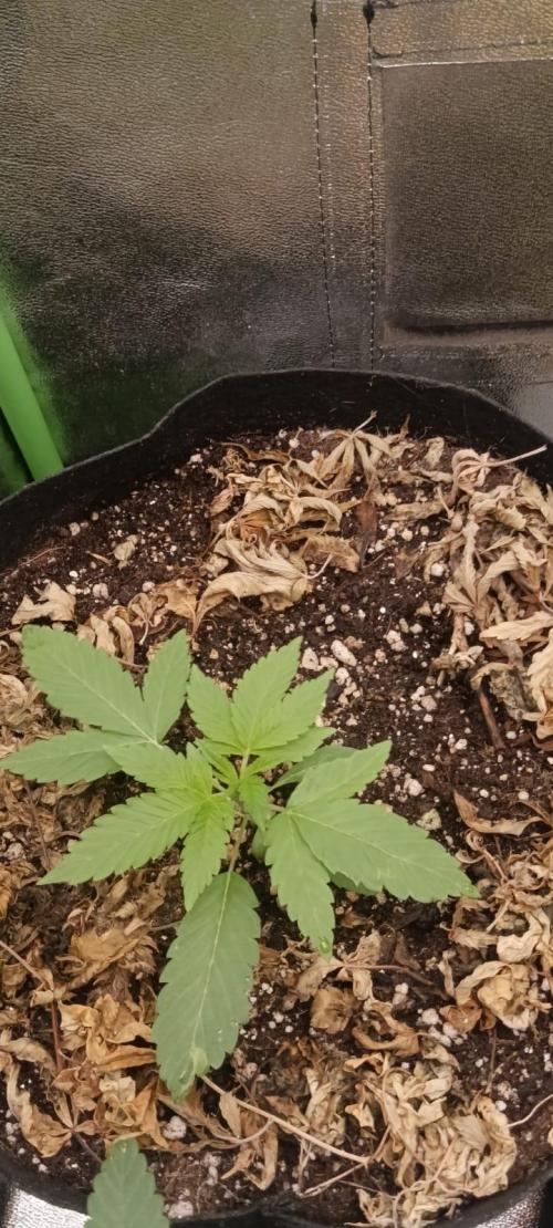 AK-47 Auto + Gelato #41 Fem. Week 3