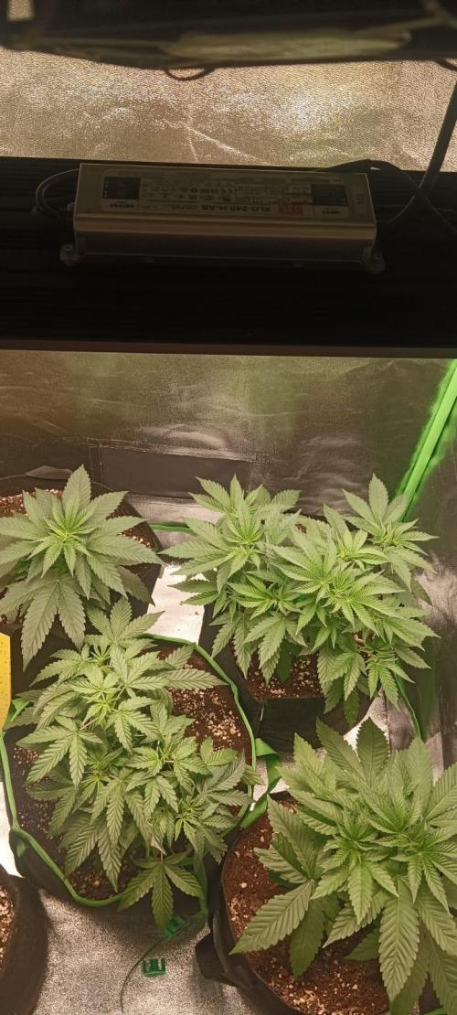 AK-47 Auto + Gelato #41 Fem. Week 5