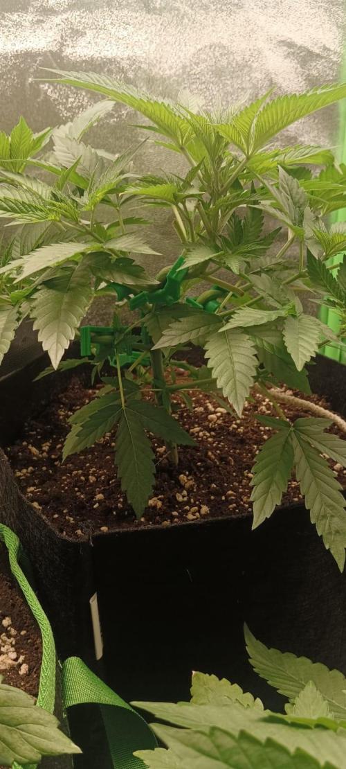 AK-47 Auto + Gelato #41 Fem. Week 5 - gelato #2