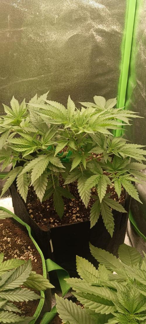 AK-47 Auto + Gelato #41 Fem. Week 5 - gelato #2