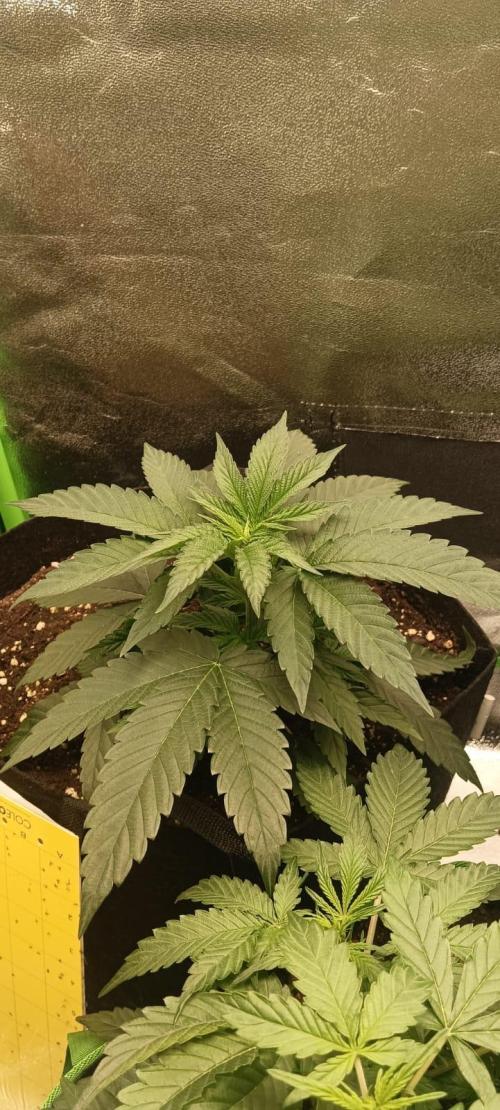 AK-47 Auto + Gelato #41 Fem. Week 5 - gelato #1