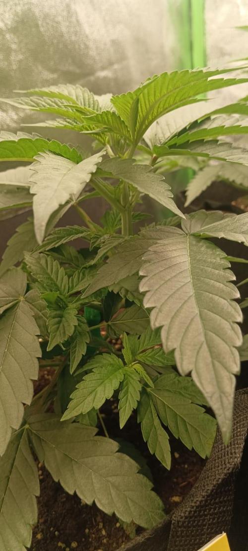 AK-47 Auto + Gelato #41 Fem. Week 5 - gelato #1