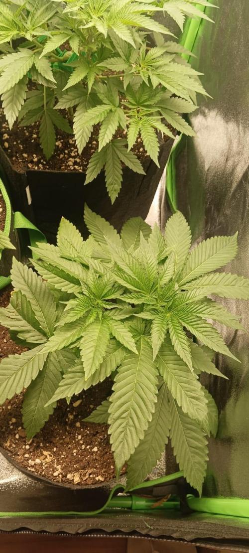 AK-47 Auto + Gelato #41 Fem. Week 5 - gelato #3