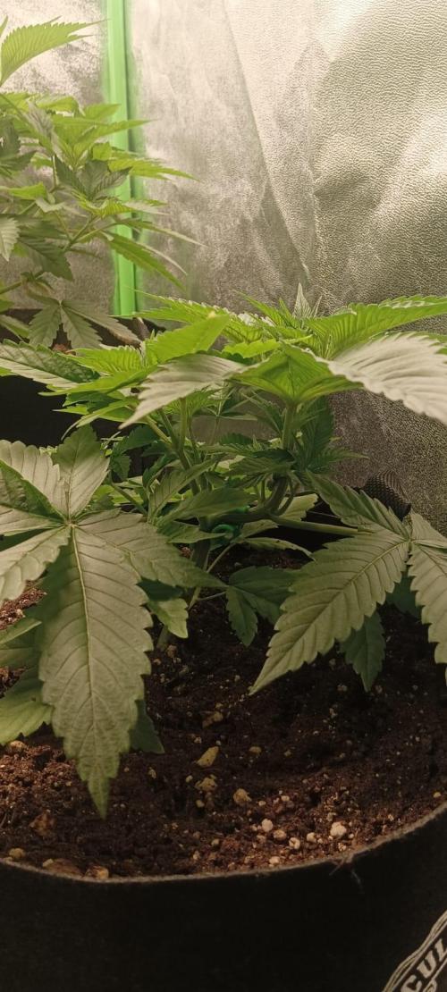 AK-47 Auto + Gelato #41 Fem. Week 5 - gelato #3