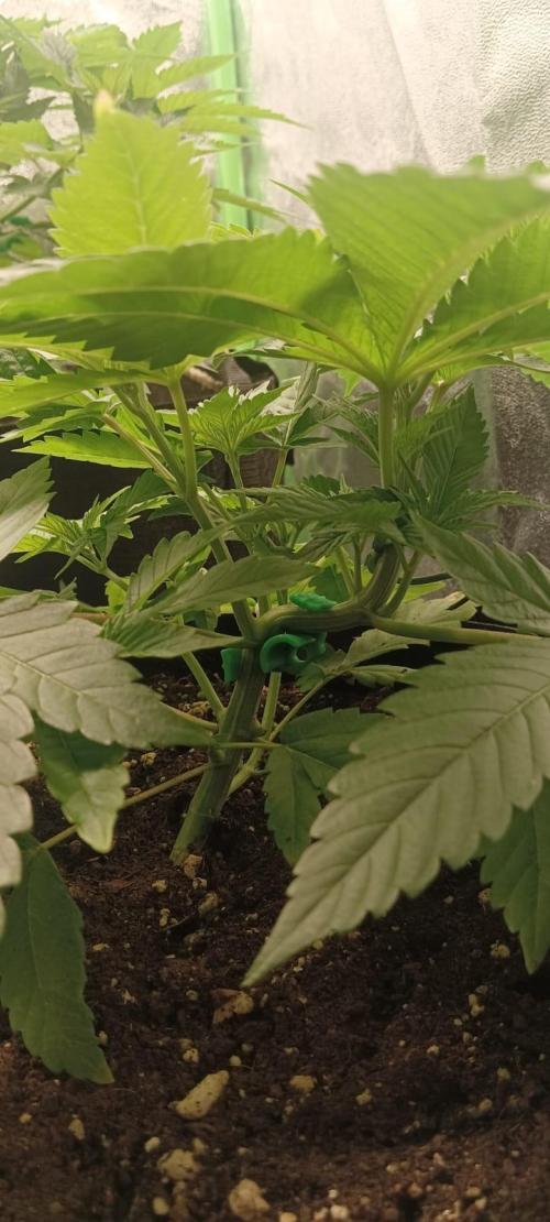 AK-47 Auto + Gelato #41 Fem. Week 5 - gelato #3