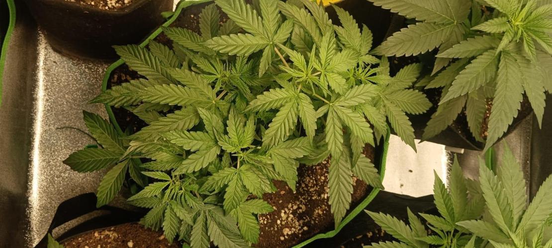 AK-47 Auto + Gelato #41 Fem. Week 5 - AK auto