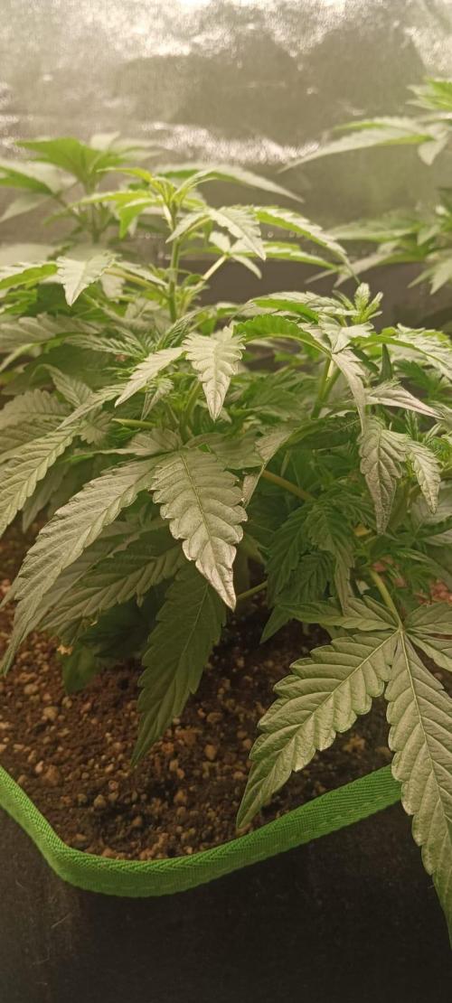 AK-47 Auto + Gelato #41 Fem. Week 5 - AK auto