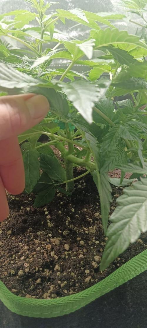 AK-47 Auto + Gelato #41 Fem. Week 5 - AK auto