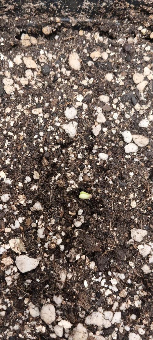 Aliento de dragón - Black Tuna Seeds. Week 0