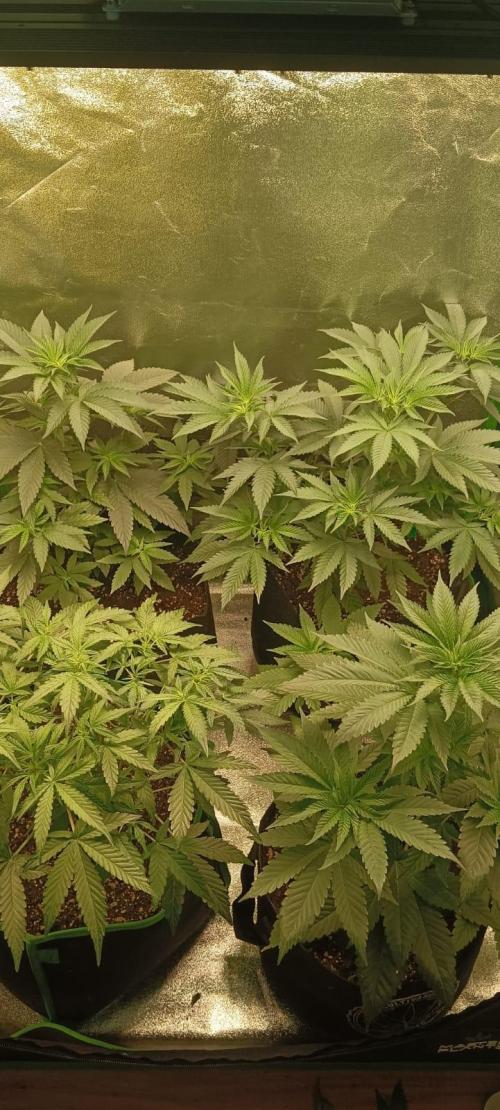 AK-47 Auto + Gelato #41 Fem. Week 6 - Week6