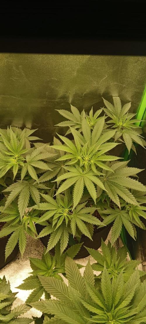 AK-47 Auto + Gelato #41 Fem. Week 6 - gelato#1