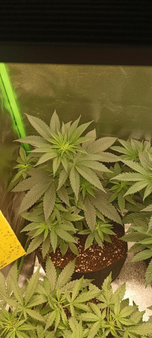 AK-47 Auto + Gelato #41 Fem. Week 6 - gelato#2