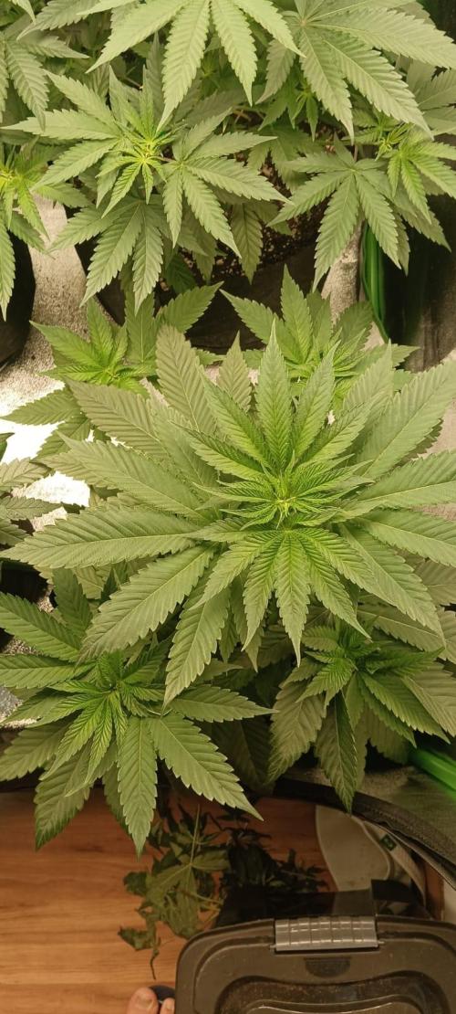 AK-47 Auto + Gelato #41 Fem. Week 6 - gelato#3