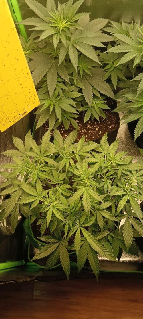 AK-47 Auto + Gelato #41 Fem. Week 6 - 
AK Auto