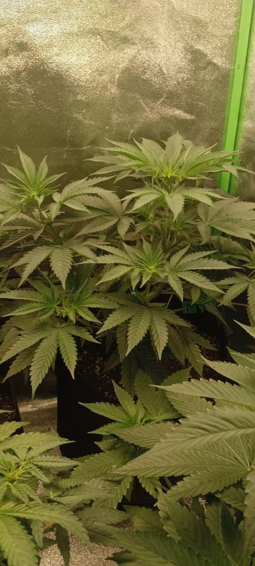 AK-47 Auto + Gelato #41 Fem. Week 6 - gelato #1