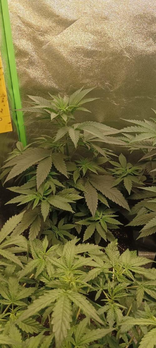 AK-47 Auto + Gelato #41 Fem. Week 6 - geklato #2