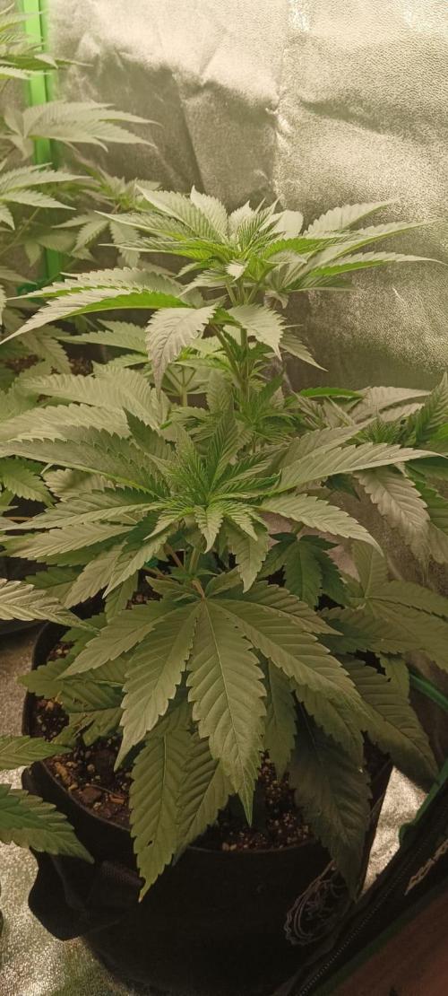 AK-47 Auto + Gelato #41 Fem. Week 6 - gelato #3