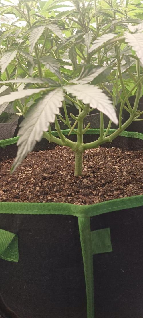 AK-47 Auto + Gelato #41 Fem. Week 6 - AK Auto