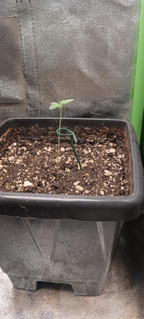 Aliento de dragón - Black Tuna Seeds. Week 1