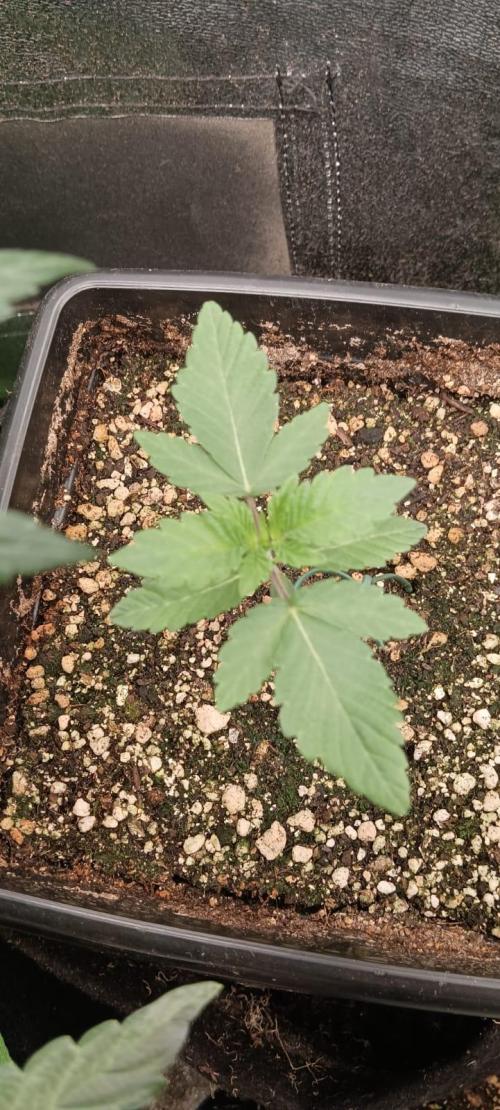 Aliento de dragón - Black Tuna Seeds. Week 2