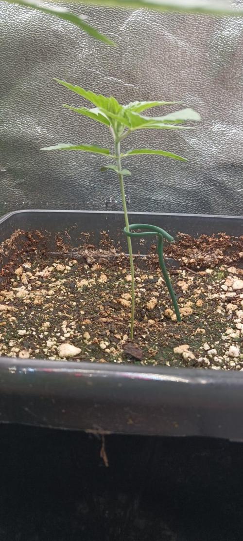 Aliento de dragón - Black Tuna Seeds. Week 2