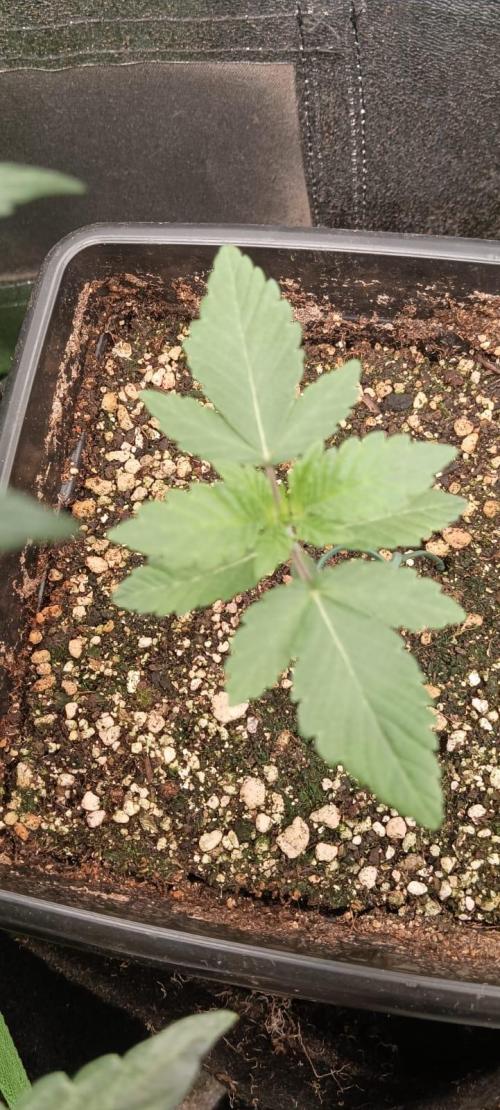 Aliento de dragón - Black Tuna Seeds. Week 2