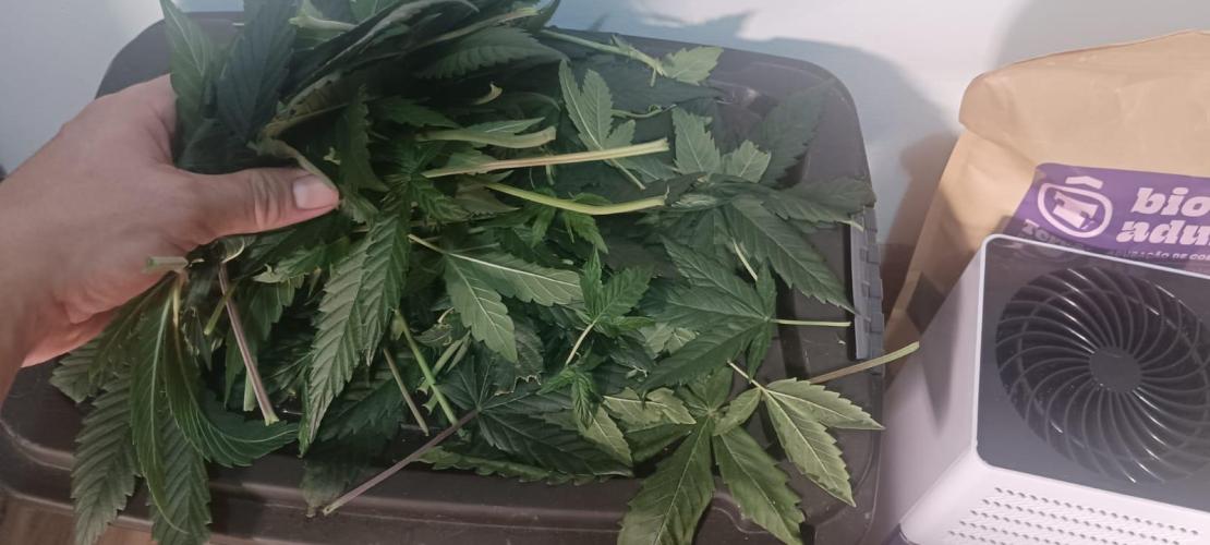 AK-47 Auto + Gelato #41 Fem. Week 7