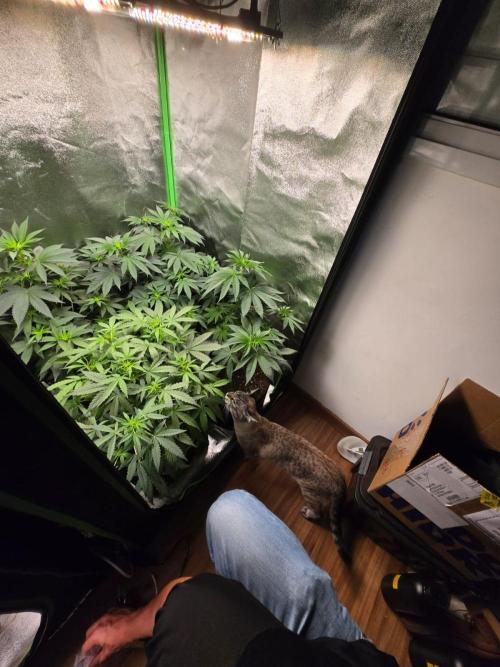 AK-47 Auto + Gelato #41 Fem. Week 7