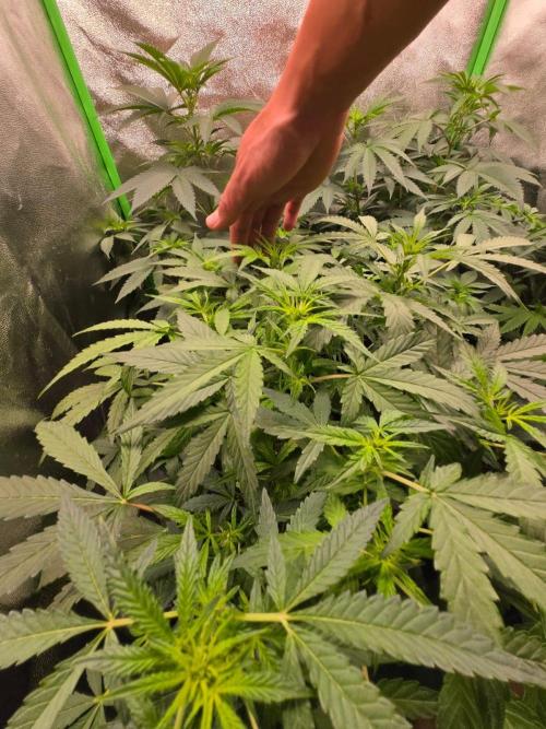 AK-47 Auto + Gelato #41 Fem. Week 7