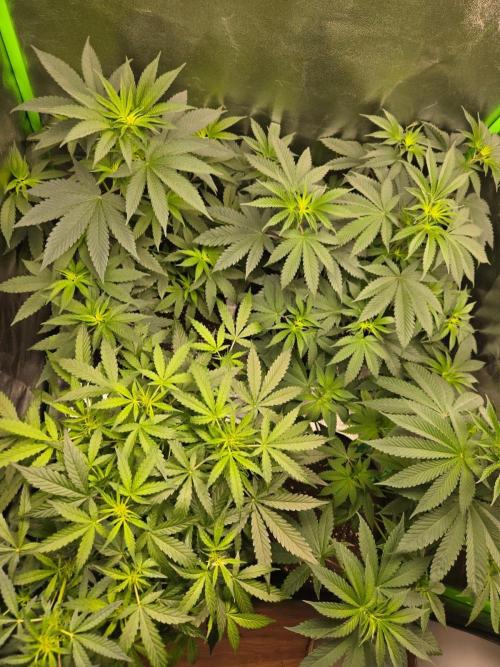 AK-47 Auto + Gelato #41 Fem. Week 7