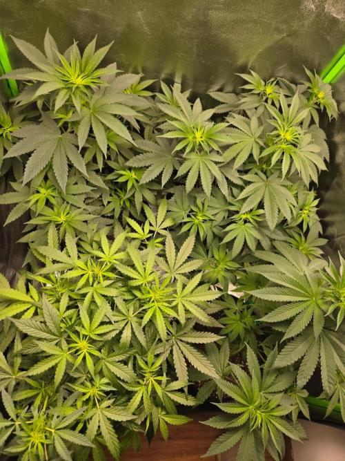 AK-47 Auto + Gelato #41 Fem. Week 7