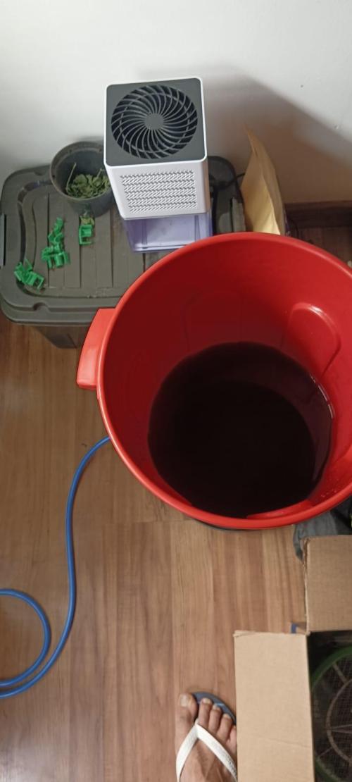 AK-47 Auto + Gelato #41 Fem. Week 8