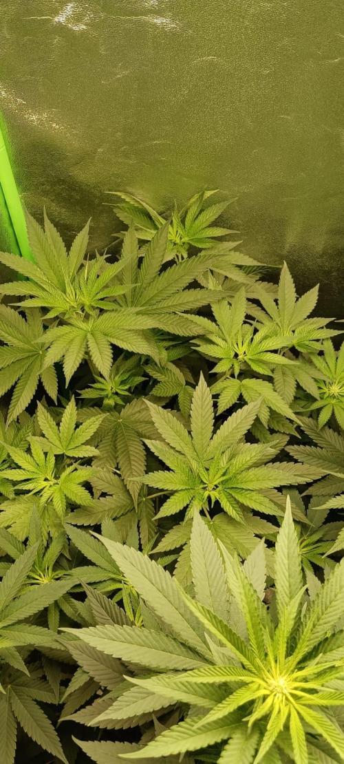 AK-47 Auto + Gelato #41 Fem. Week 8