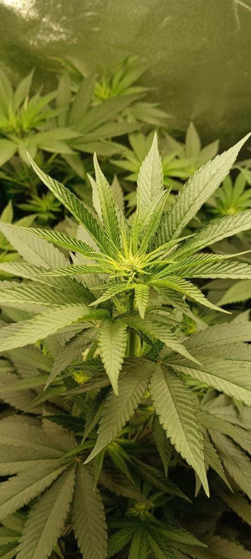 AK-47 Auto + Gelato #41 Fem. Week 8