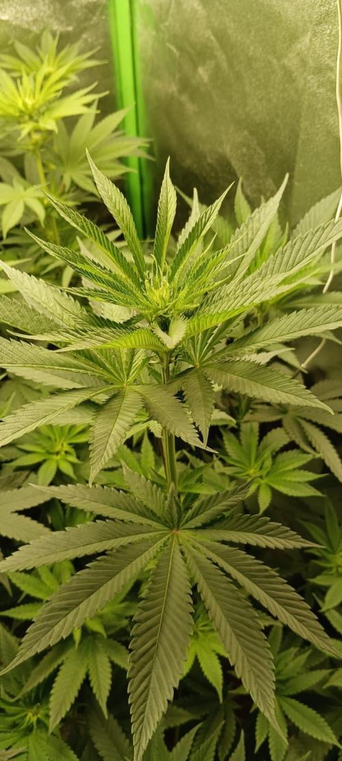 AK-47 Auto + Gelato #41 Fem. Week 8