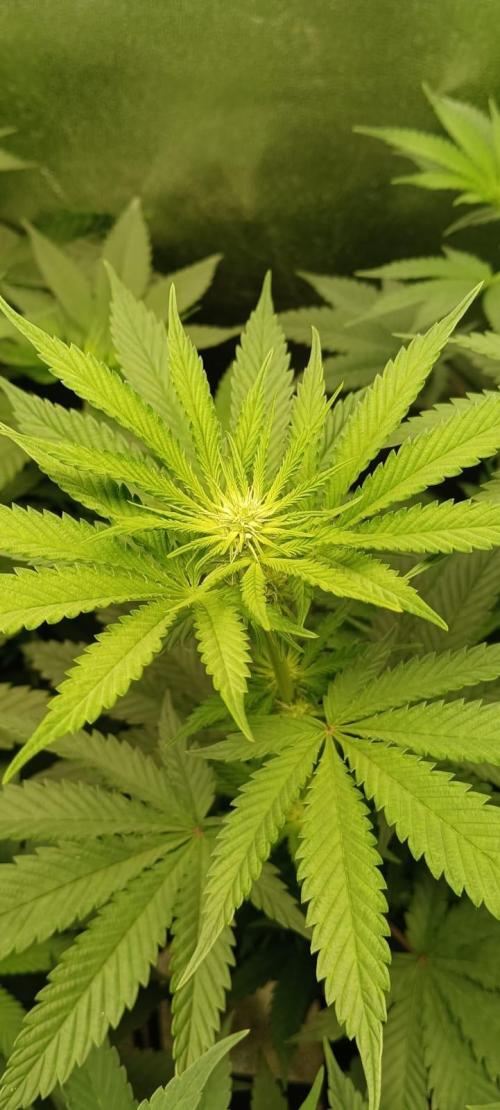 AK-47 Auto + Gelato #41 Fem. Week 8