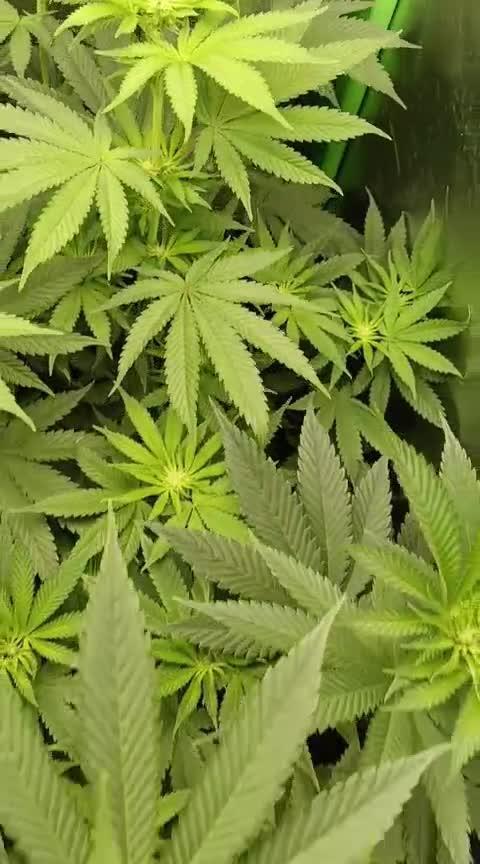 AK-47 Auto + Gelato #41 Fem