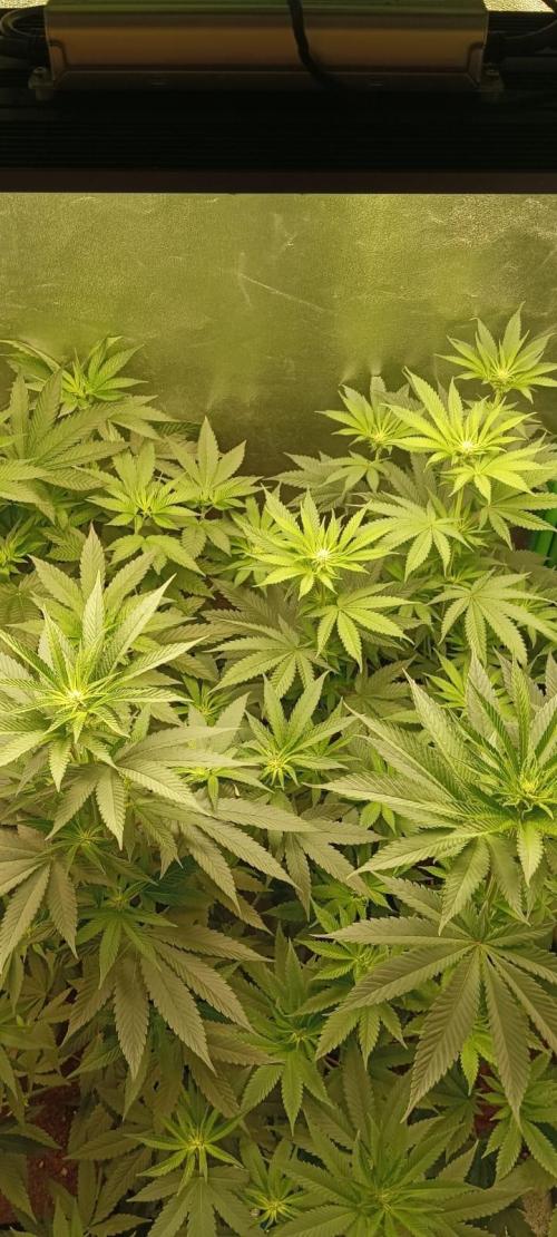 AK-47 Auto + Gelato #41 Fem. Week 8