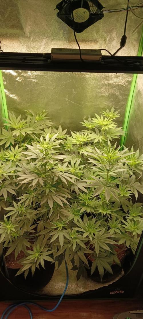 AK-47 Auto + Gelato #41 Fem. Week 8